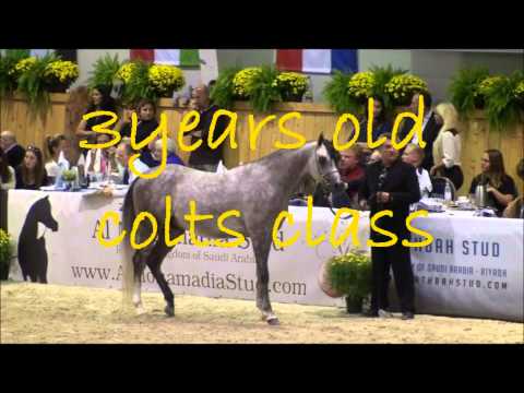 Profender K.A. All nations cup Aachen 2013