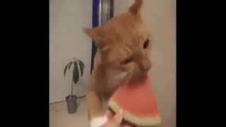 Katt äter vattenmelon