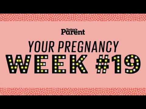 Your pregnancy: 19 weeks