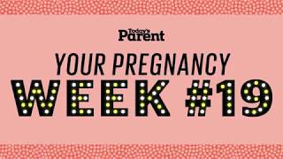 Your pregnancy: 19 weeks