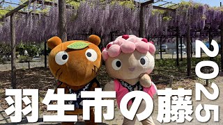 【2025】藤まつり│羽生市