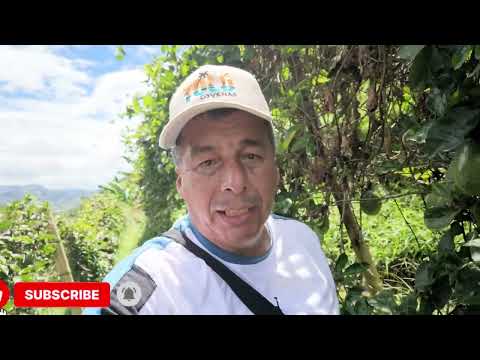 ¡Llegamos a la finca! Recogiendo maracuyá en las Vegas del Río Suaza, Huila 🍈🌿