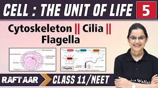 Cell : The Unit of Life 05 || Cytoskeleton || Cilia || Flagella || Class 11/NEET || RAFTAAR