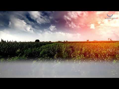 Sleep365 - Colchão Híbrido Orgânico Sunset