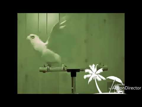 kahkashan is my love