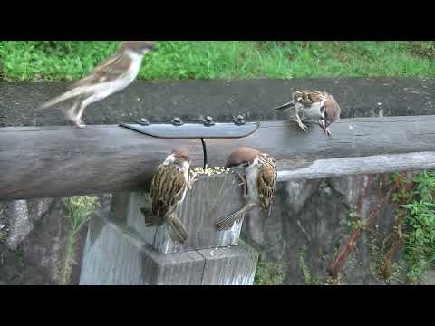 雨の中 水上橋に餌を貰いに来るすずめ達 20220705pm 2（天満宮）