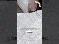 Even animals understand the ways of the world #shortvideo #Mink#shorts #Animal #Spiritual