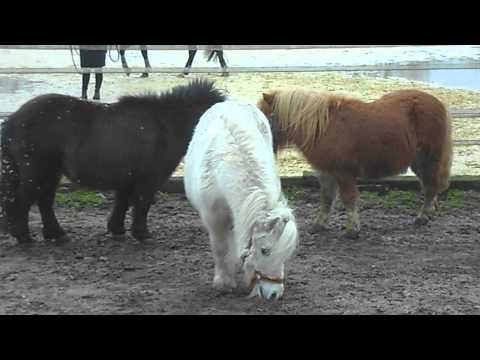 Teddy in seiner neuen Gruppe