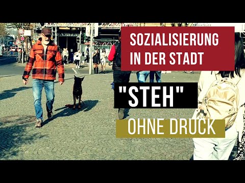 Kommando "Steh" ohne Druck ++ Sozialisierung Hund ++ Malinoius Training