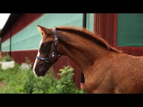 SOLD! Colt * 2016 Dominy - Belissimo M - Weltmeyer - Einblick