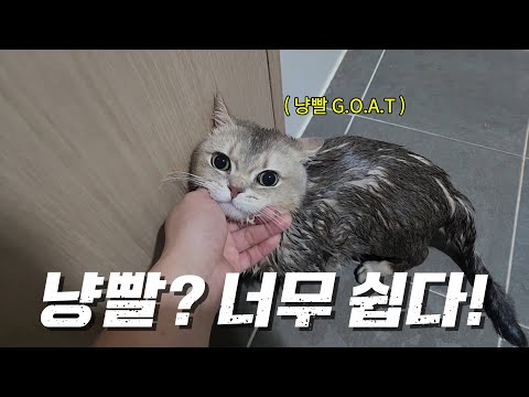 냥빨이 세상에서 제일 쉬웠어요