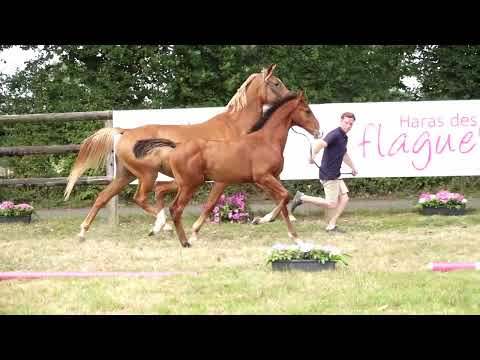 AGA POP DES FLAGUES Z