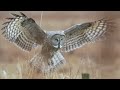 Great Grey Owl in 4k. GH5S 240fps slowmotion