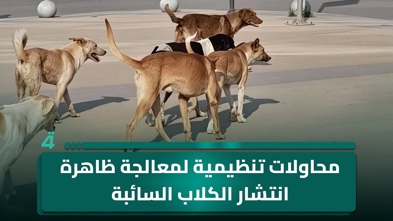 فيديو | محاولات تنظيمية لمعالجة ظاهرة انتشار الكلاب السائبة في كربلاء وكركوك