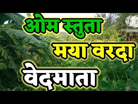 ओम स्तुता मया वरदा वेदमाता || om stuta maya varda vedmata ||#bhakti #spritual ,om, ॐ, ओम