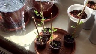 Wassermelonen anbauen. #Part 11# Die Mexikanische Mini Melonen bekommt Blüten!