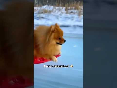 I’m a coconut 🥥 #dog #dogshorts #dogvideos #cutedogs #cutepets #puppy #pets