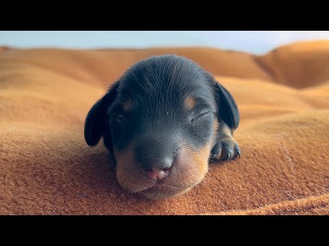 YouTube 썸네일