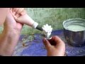 видеоурок: хризантемы на торт из белкового крема 