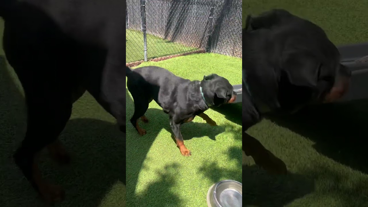 Ronda, a ADOPTABLE Rottweiler in Burbank, CA video 6/6