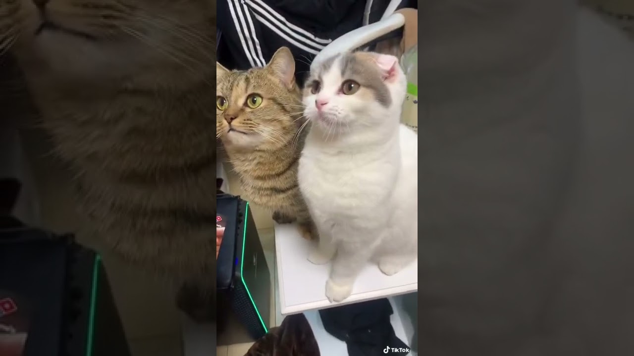 仲良くおもちゃをおいかける猫が可愛すぎる♡#shorts