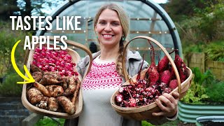 4 Incredible Root Vegetables for Winter Harvests (Self-Sufficient Gardening)