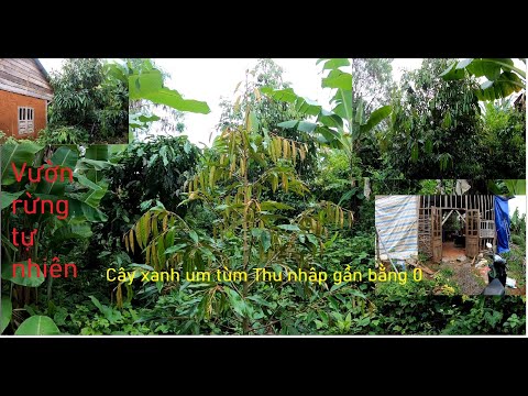 Vườn Rừng Tự Nhiên Có Phải Là Phương Pháp Canh Tác An Toàn