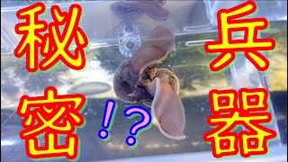 カーリー退治の為に、秘密兵器《ウミフクロウ》をお迎えしたら、水合わせ中にまさかの行動に！？