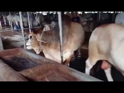 eid ul azah collection for 2016 - Sharif Agro (2/3)