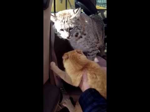 House cat doesnt like pet bobcat