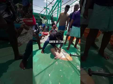 Un pêcheur sauve les petits d’une raie enceinte