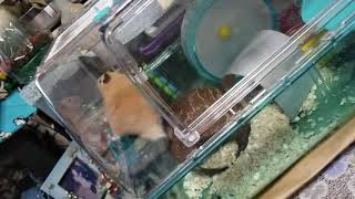 『ハムスター』飼っているキンクマこと吉田君がいきなりSASUKEし始めた