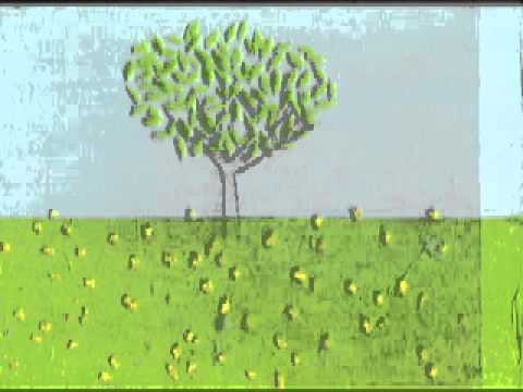 A Tree in All Seasons