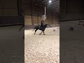 Merrie Franse rijpony PFS Te koop 2018 Schimmel , Juke Box du Buhot, PFS