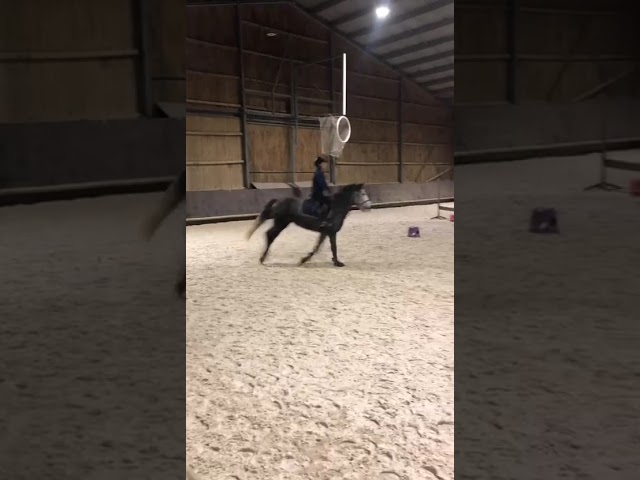 Merrie Franse rijpony PFS Te koop 2018 Schimmel ,  Juke Box du Buhot, PFS