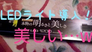 【アロワナ水槽】LEDライト導入！う・・・うつくしい・・・・w