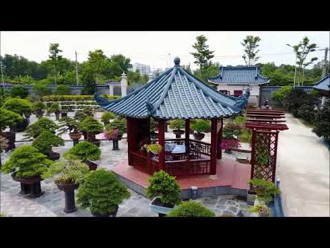 Vườn Bonsai đẹp nhất Việt Nam