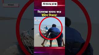 পাবনায় নিষেধাজ্ঞা অমান্য করে ইলিশ শিকা/র! | Daily Sakalbela