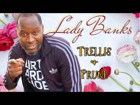 LADY BANKS// Trellis & Prune || AJ's GREEN THUMB, LLC