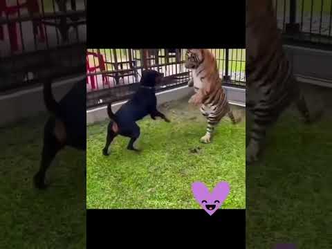 Rottweiler vs tiger #rottweiler #rottweilerpuppy #aggressive #tiger #lion #fight er