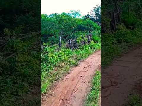 notícias serra dá Caiçara Maravilha Al 11/06/2026