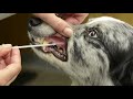 How To Swab Your Dog