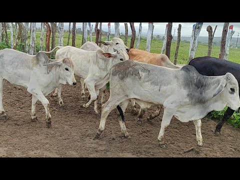 Feira de gado de Jurema-PE 13/6/2026