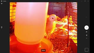 Baby Chicken's Feathers are Coming In 25 0606