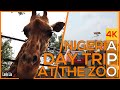 A DAY TRIP At The ZOO In NIGERIA What Does It Look Like