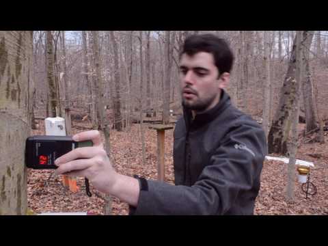 Methane emissions in upland forests