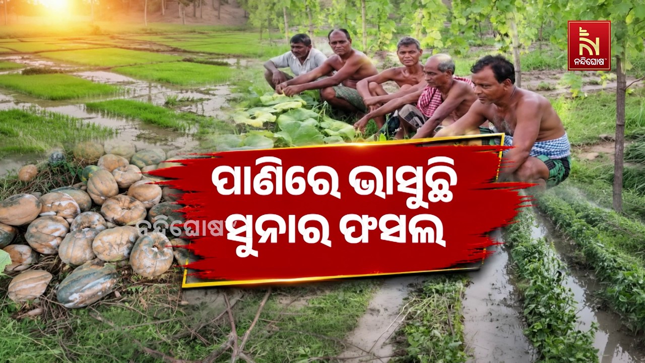 ଲଗାଣ ବର୍ଷା ଉଜାଡ଼ିଦେଲା ସୁନାର ଫସଲ । ଜଳମଗ୍ନ ଚାଷ ଜମିକୁ ଆ?