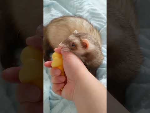 園芸 フェレットはとても人懐っこい小動物です