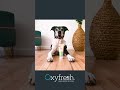 Fur Fluencers Feedback Oxyfresh Dog Dental Kit