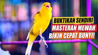 Download lagu Ini baru masteran KENARI cengkok mewah durasi panjang bikin kenari PAUD & BAHAN Ngeriwik cepat gacor mp3 Download lagu Ini baru masteran KENARI cengkok mewah durasi panjang bikin kenari PAUD & BAHAN Ngeriwik cepat gacor mp3